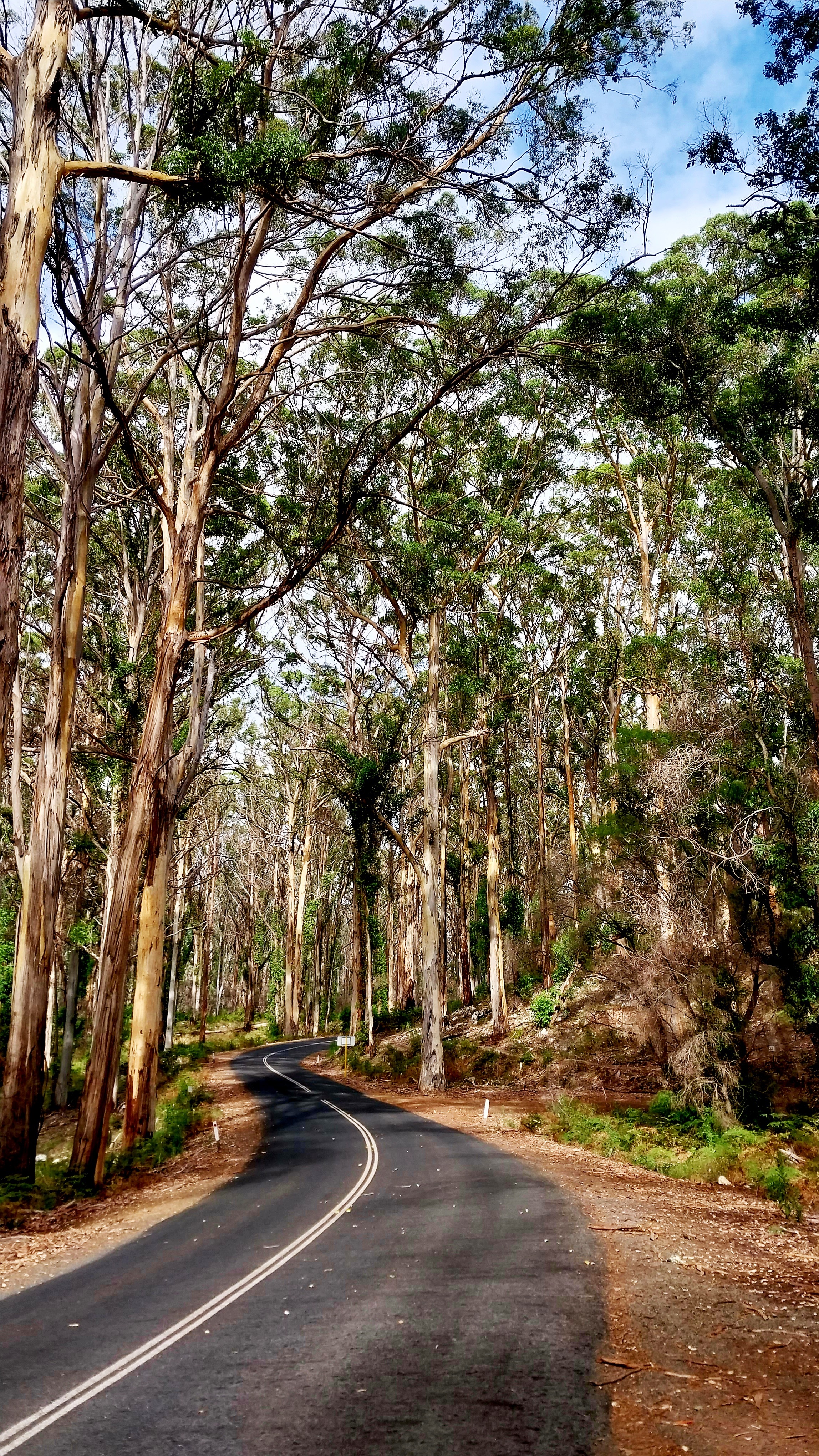karri forest explorer drive karri forest explorer drive