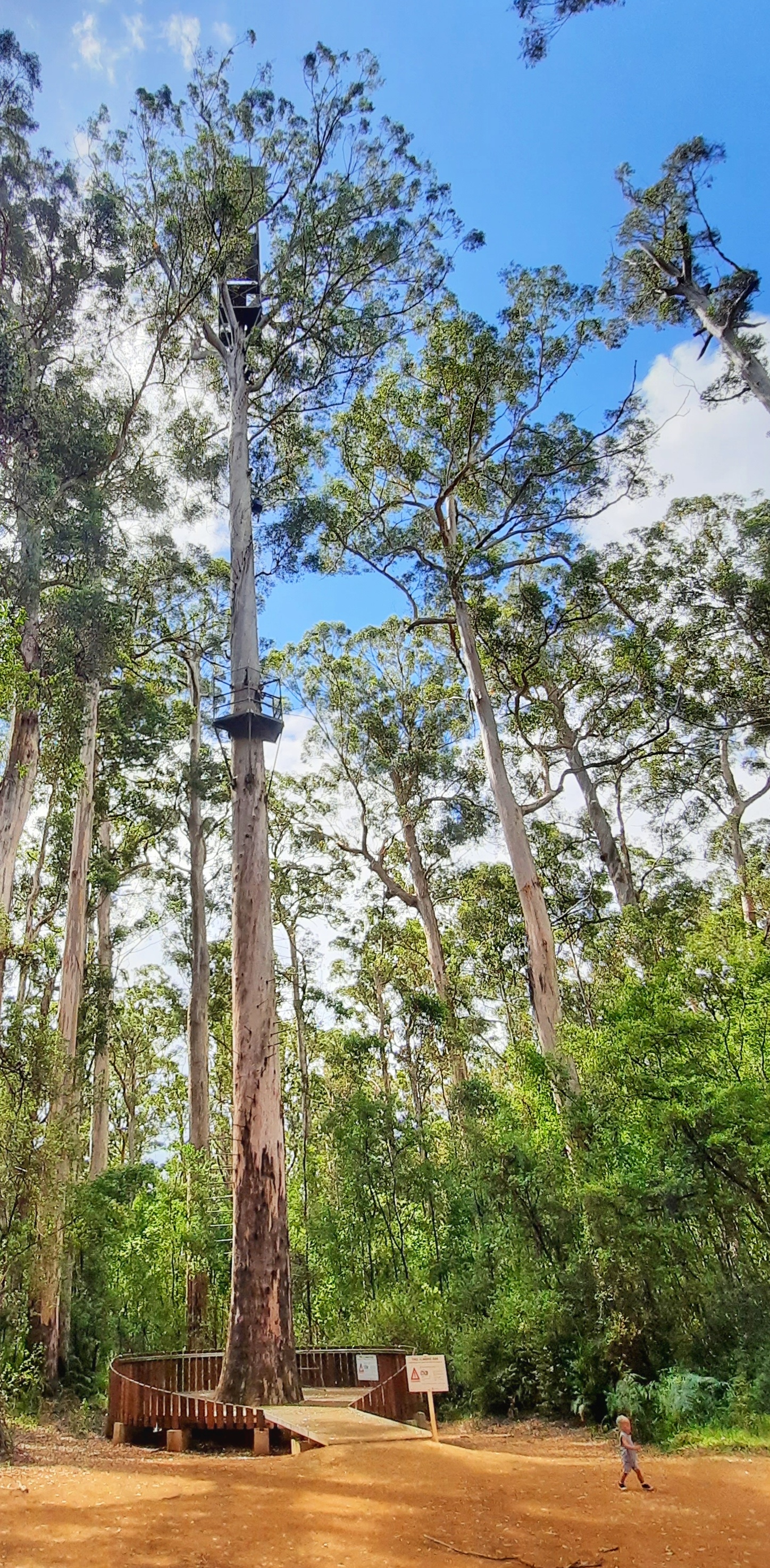 Gloucester Karri gigante