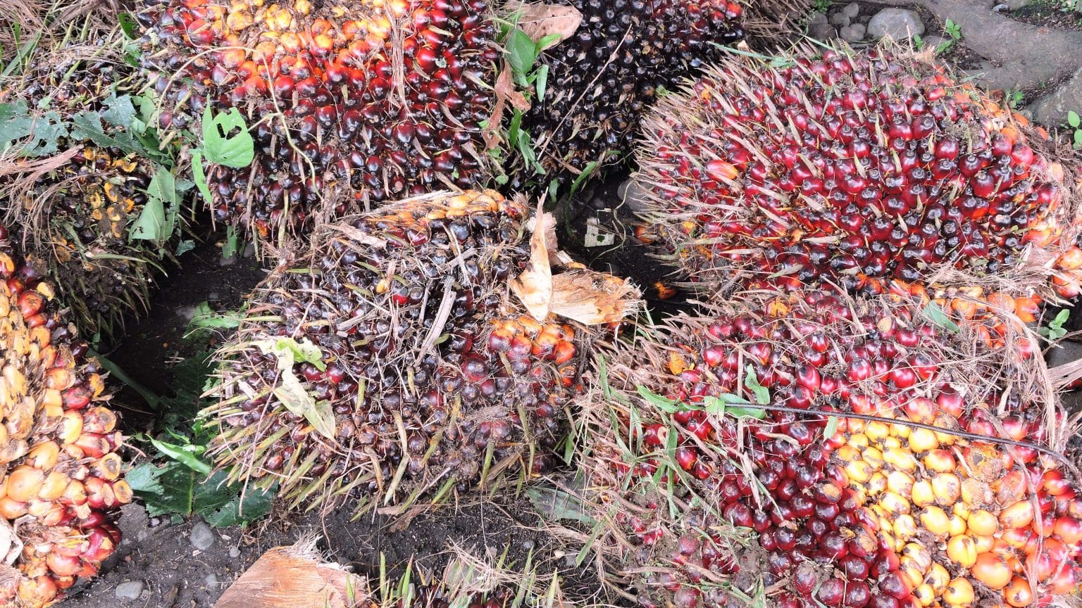 Olio di palma e ambiente 1 frutto della palma