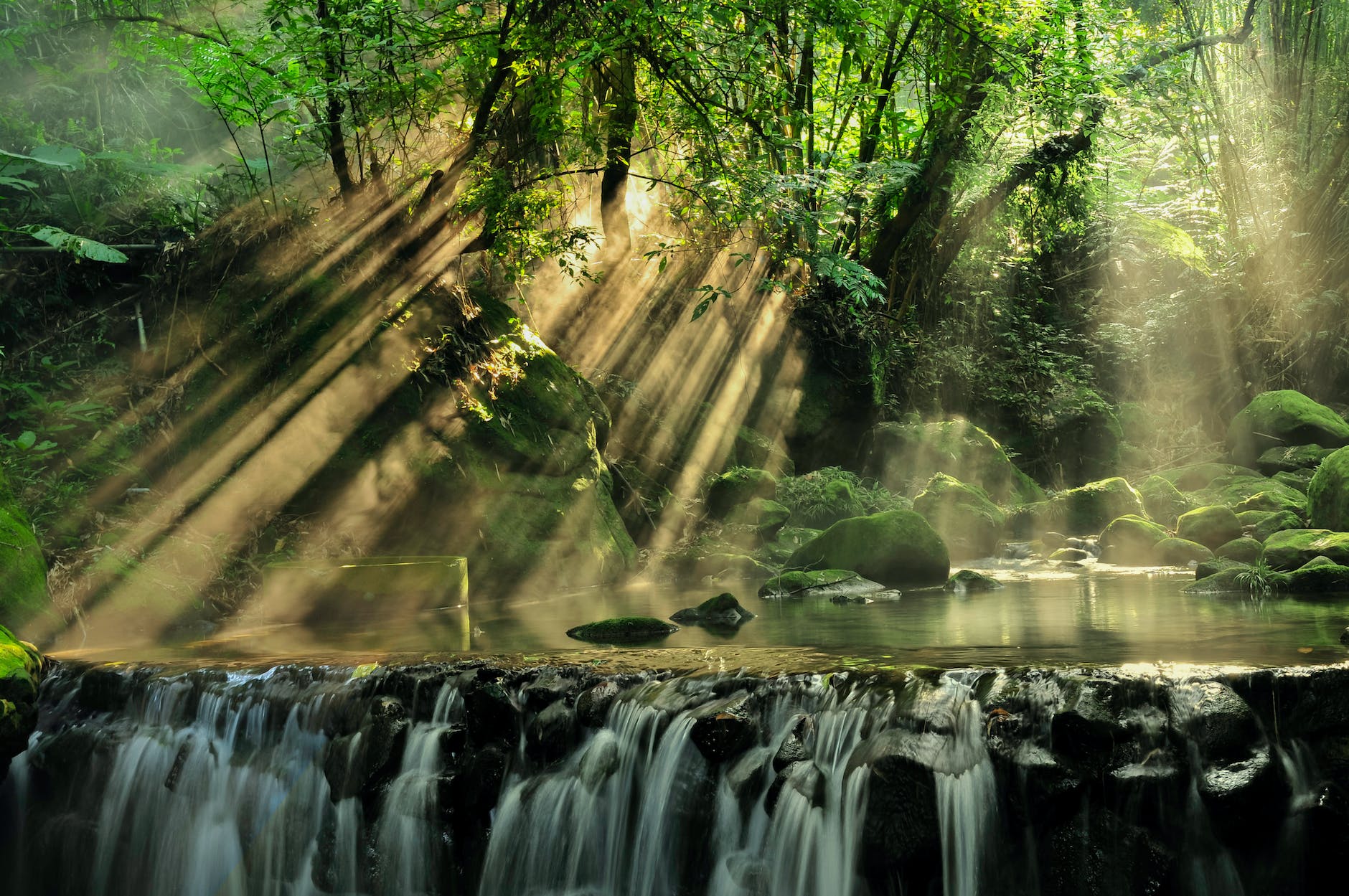 Foresta tropicale pluviale Foresta tropicale pluviale