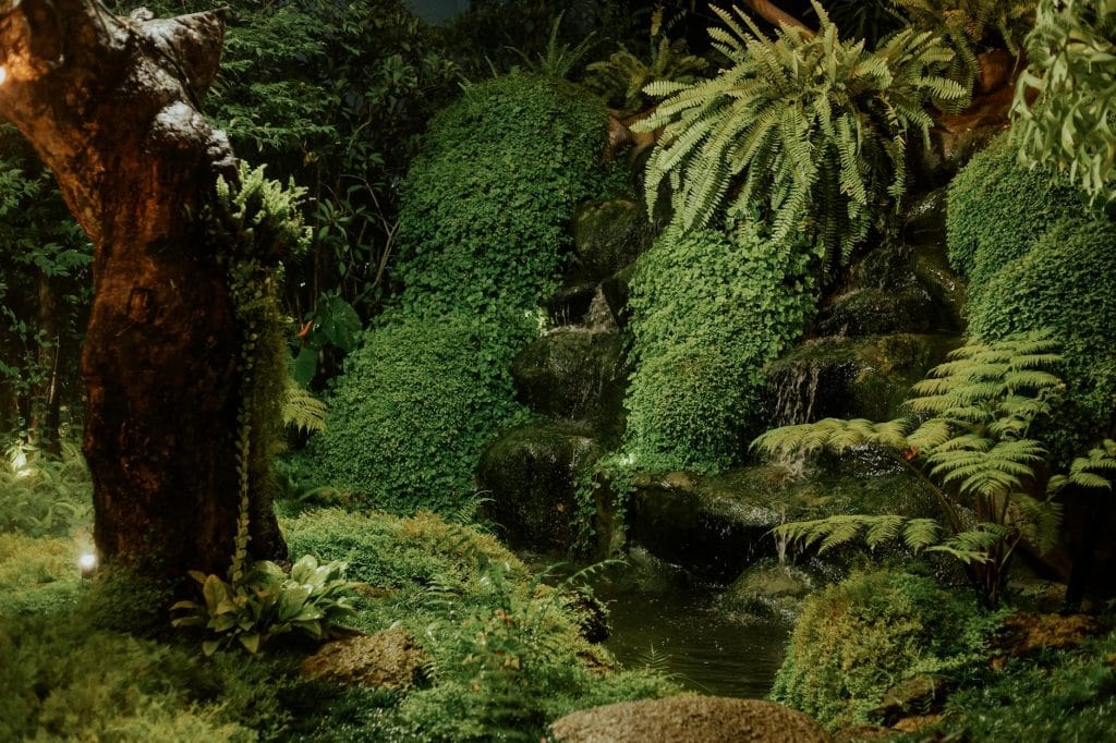 Kalimantan foresta pluviale 