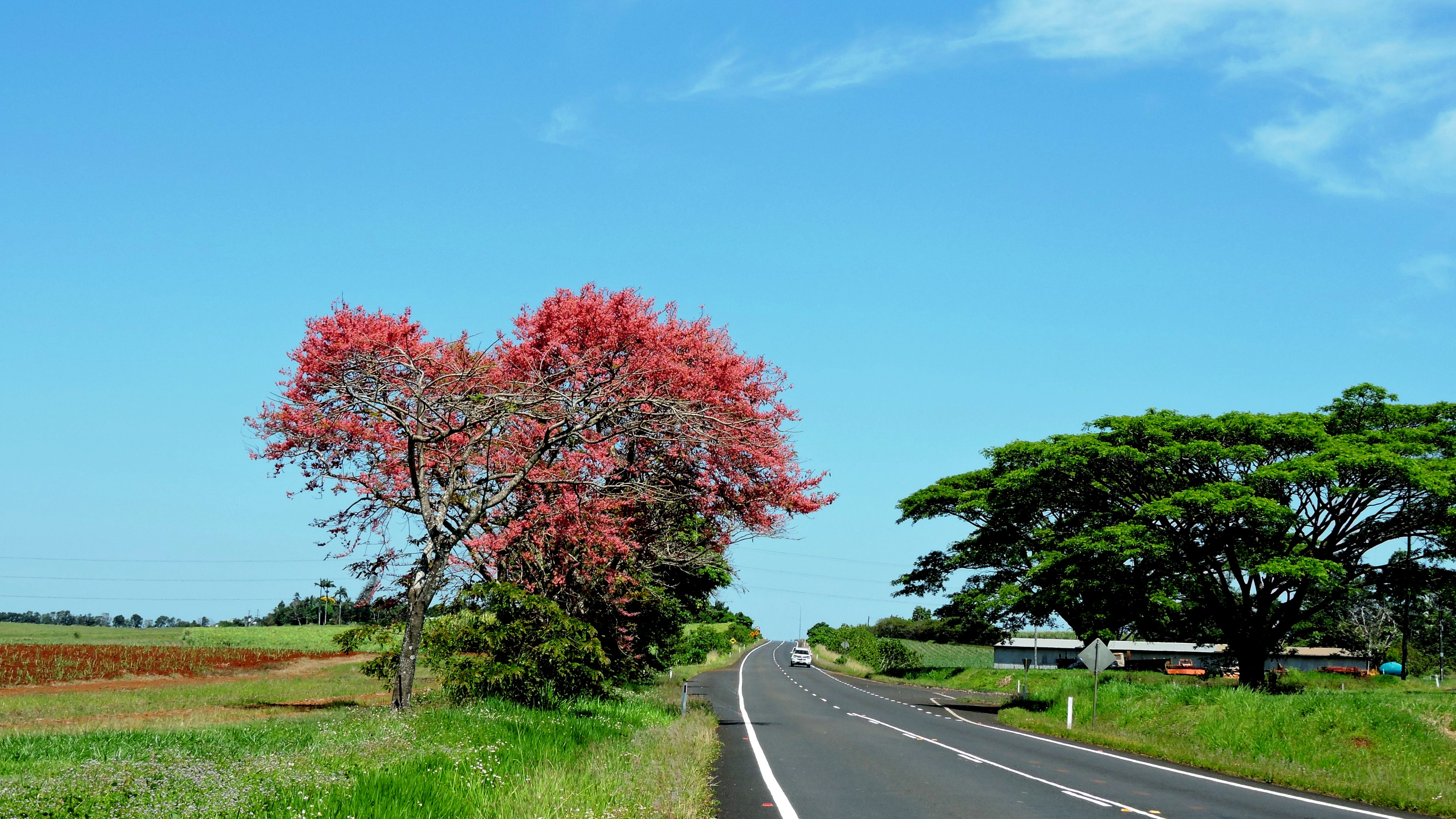 Atherton Tablelands albero fiorito