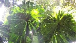Daintree Rainforest