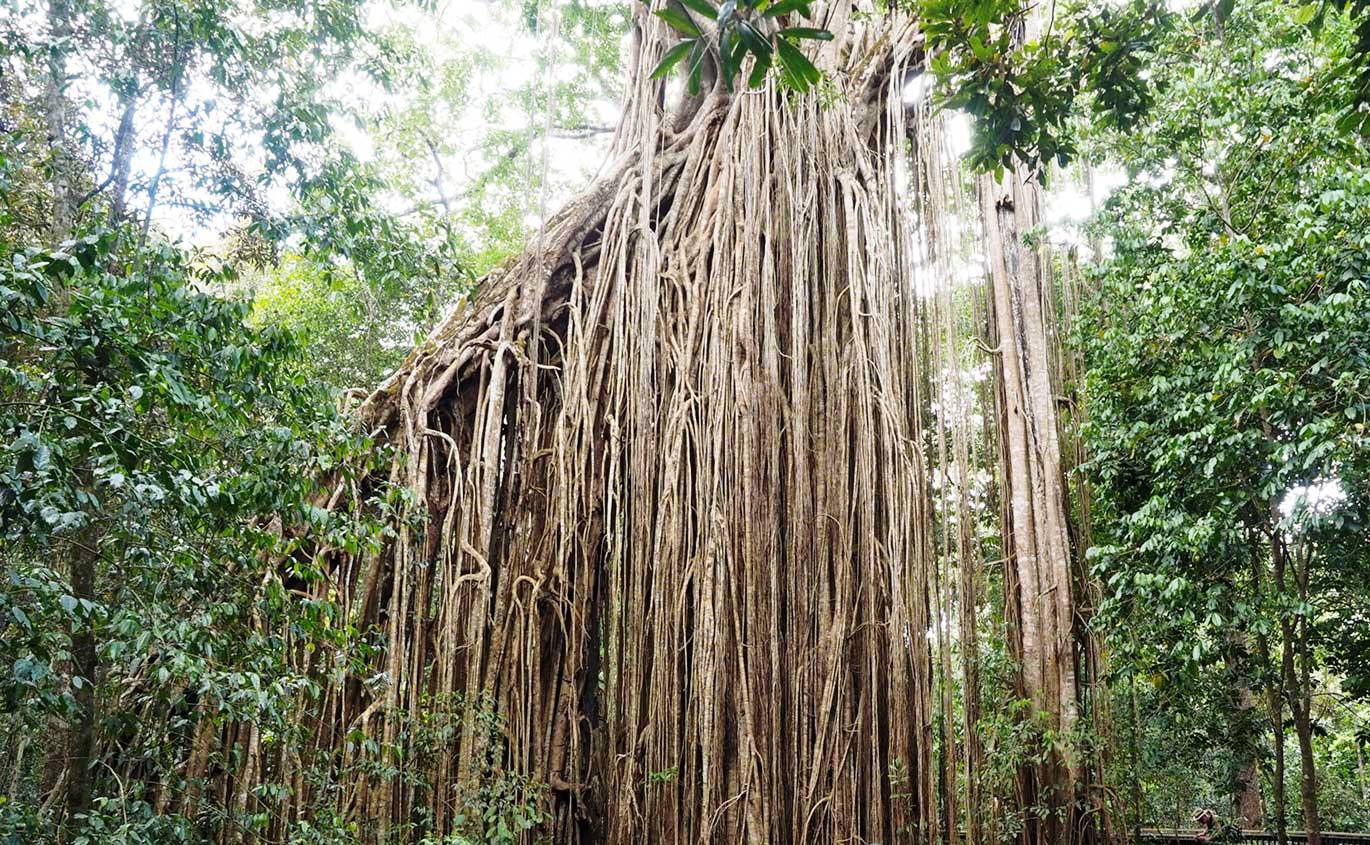 curtain fig tree