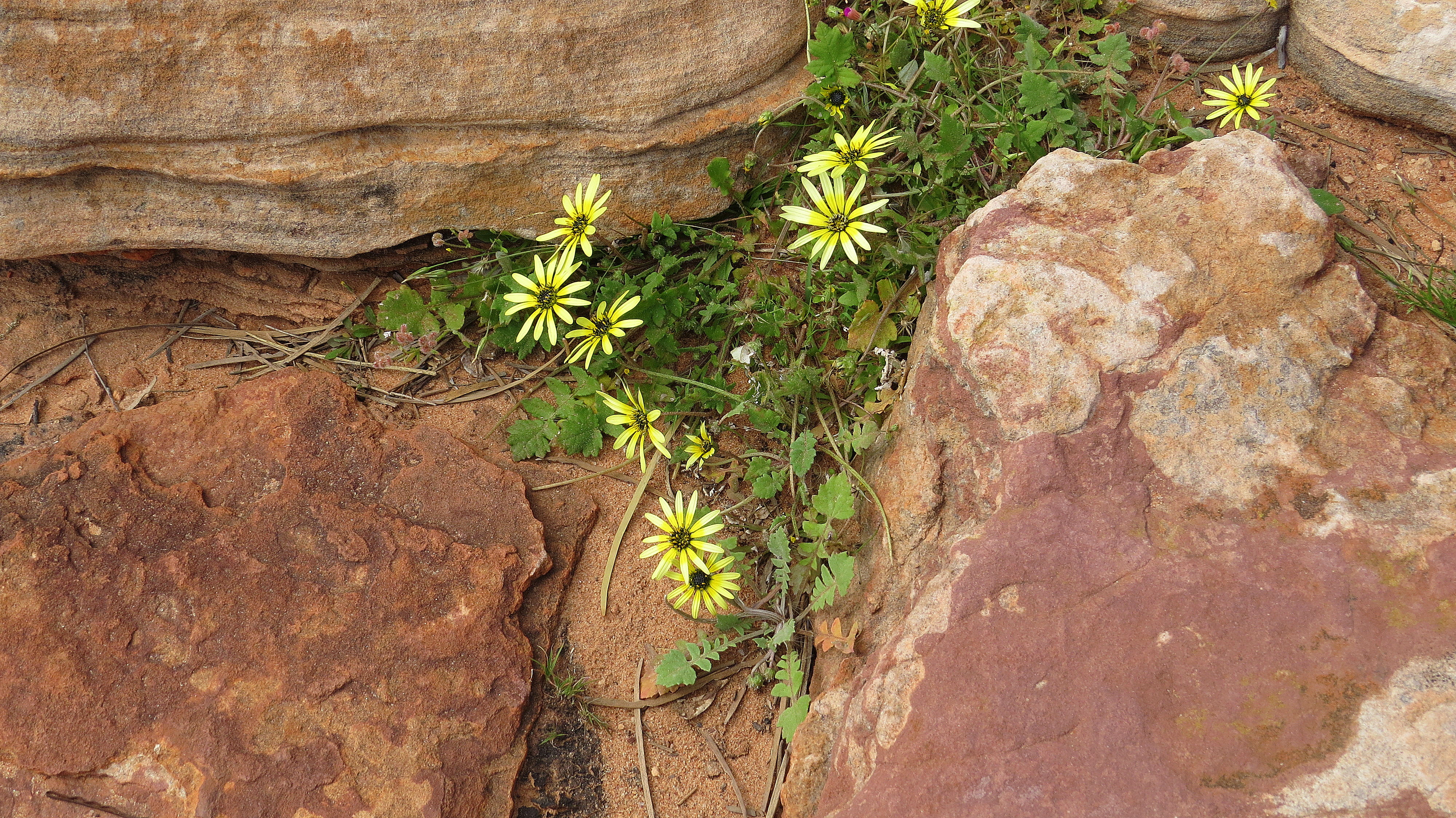 Kalbarri esplorare la bellezza 4 75