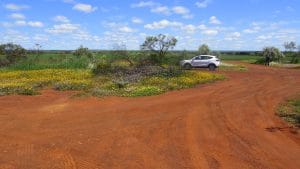 Viaggio in western australia fiori e bush