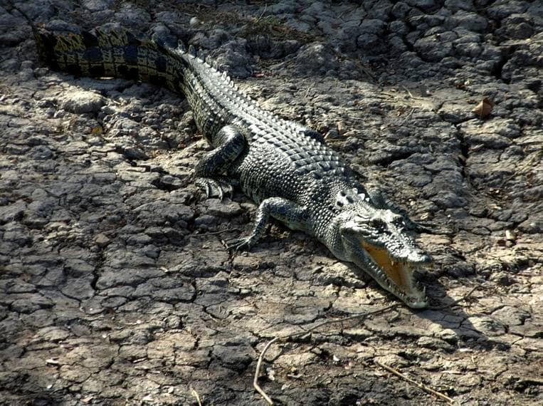 Top End coccodrillo al kakadu