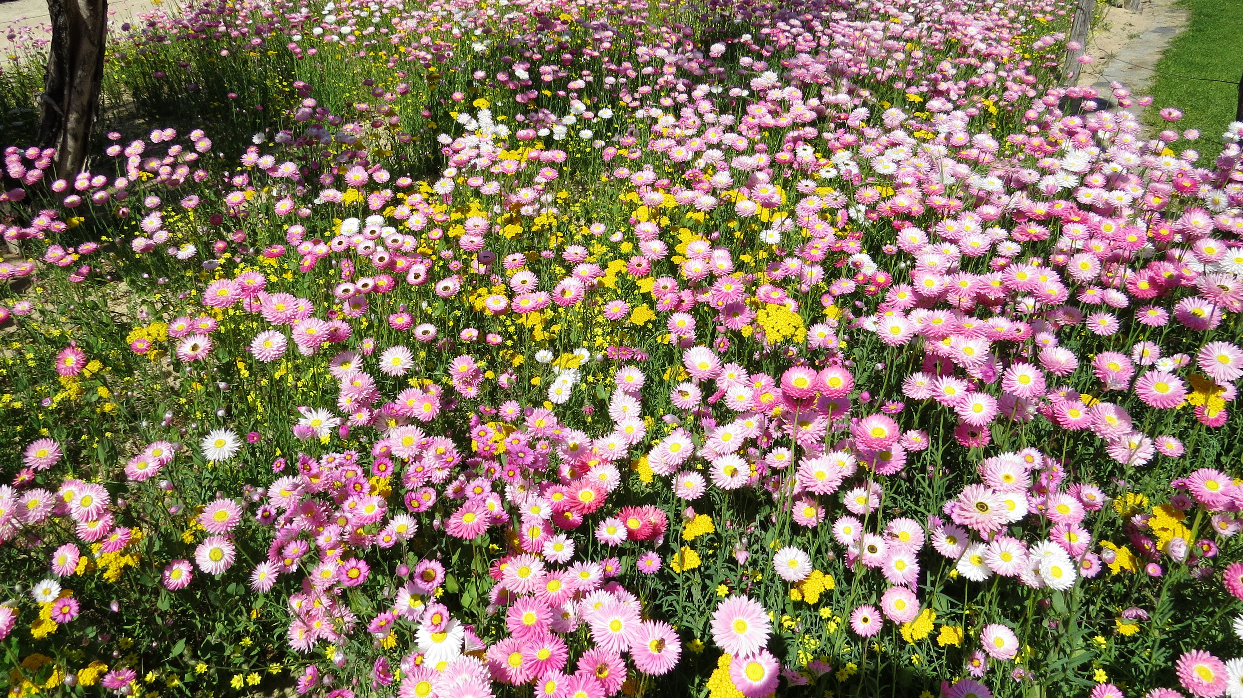 sentiero dei fiori eterni