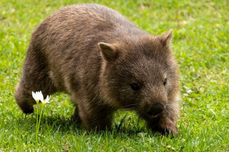 Tasmania un Wombat