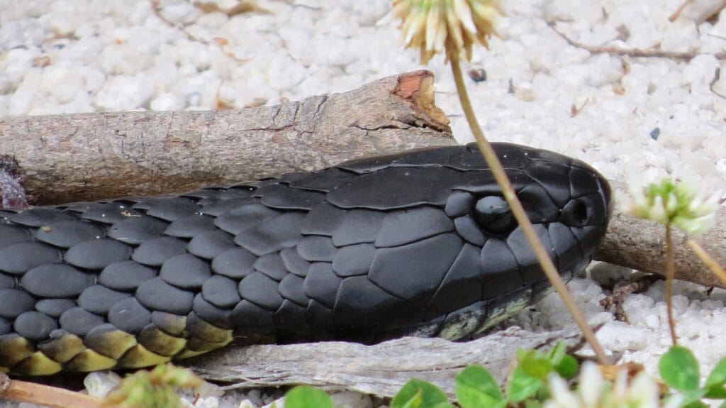 serpente tigre serpente tigre