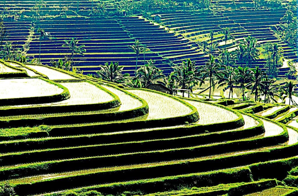 Asia risaie verdissime Asia