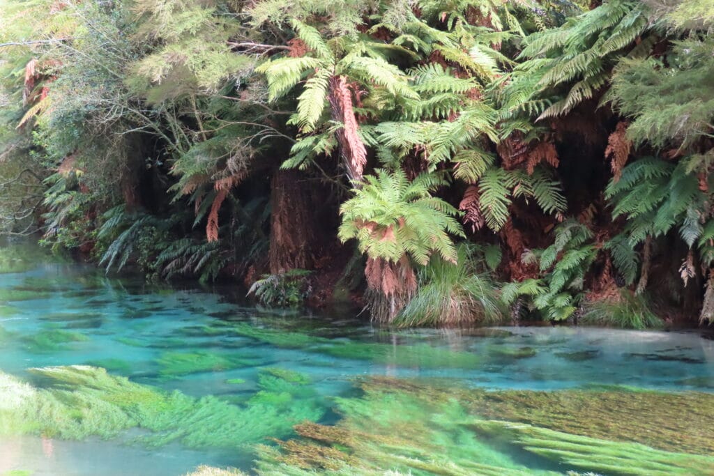 putaruru blue springs 