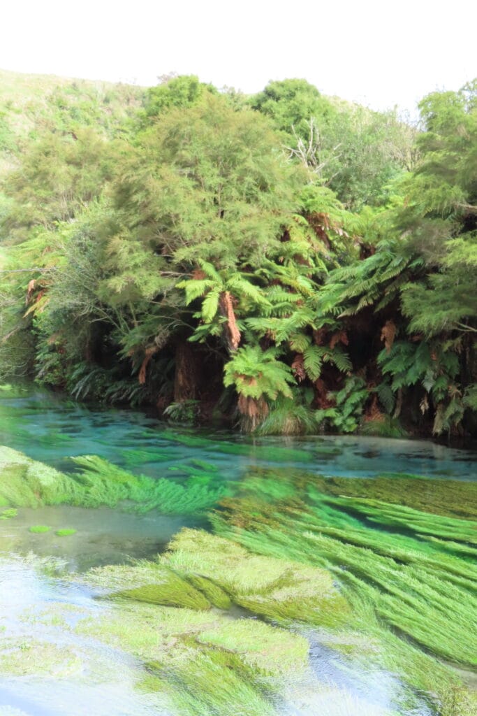 nuova zelanda isola del nord azzurro a putaruru