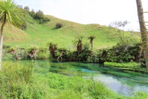 Nuova Zelanda, isola del nord -puturaru