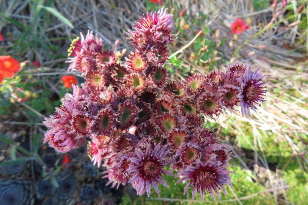 Larnach castle fiori 