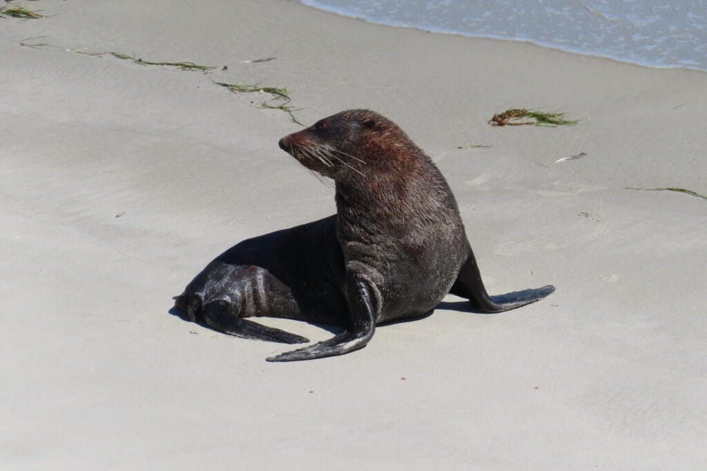 otago penisola sulla spiaggia