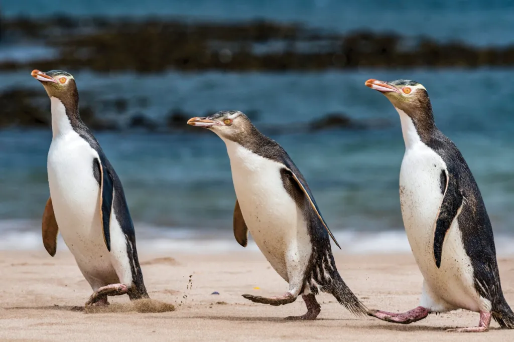 pinguino dagli occhi gialli