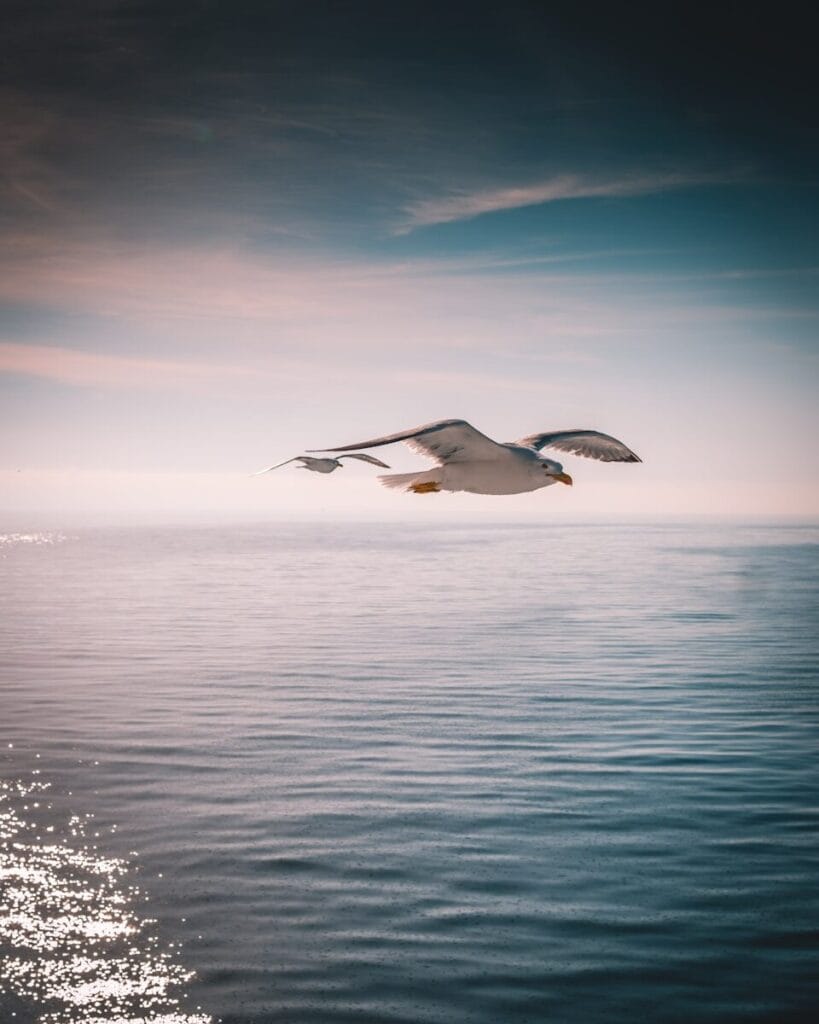 albatross 