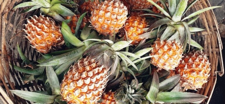 cibo dal mondo