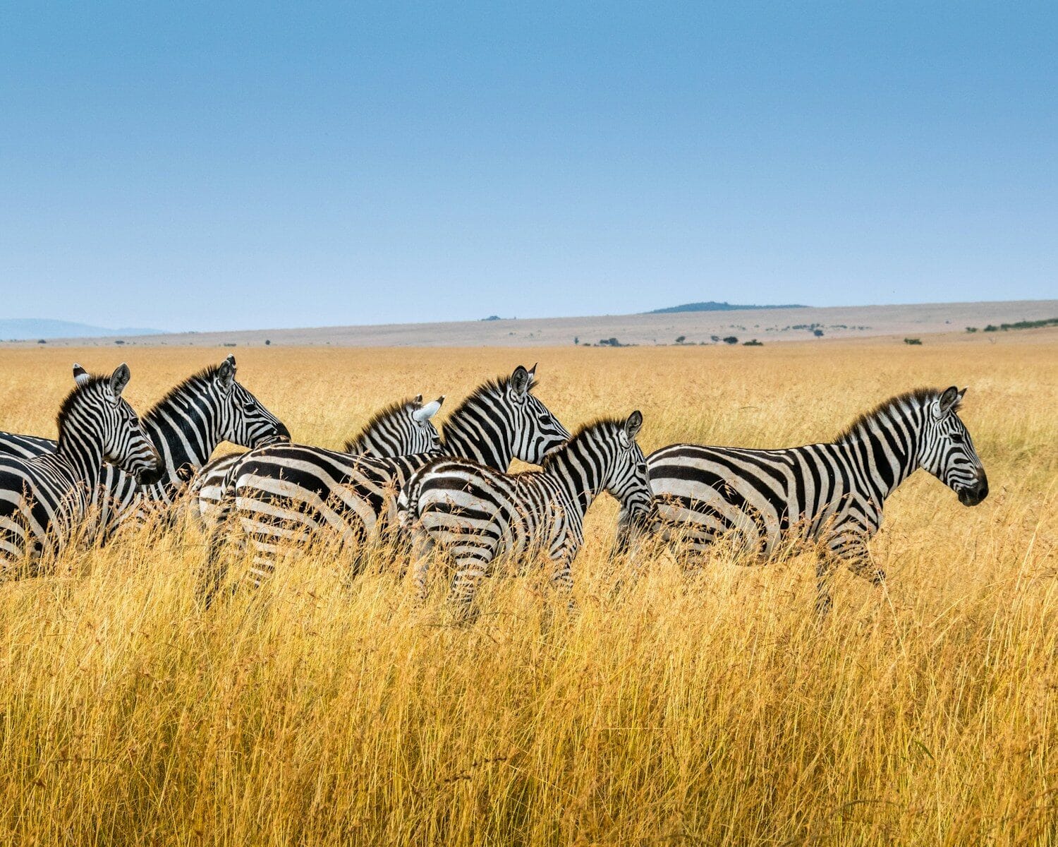 Africa Africa