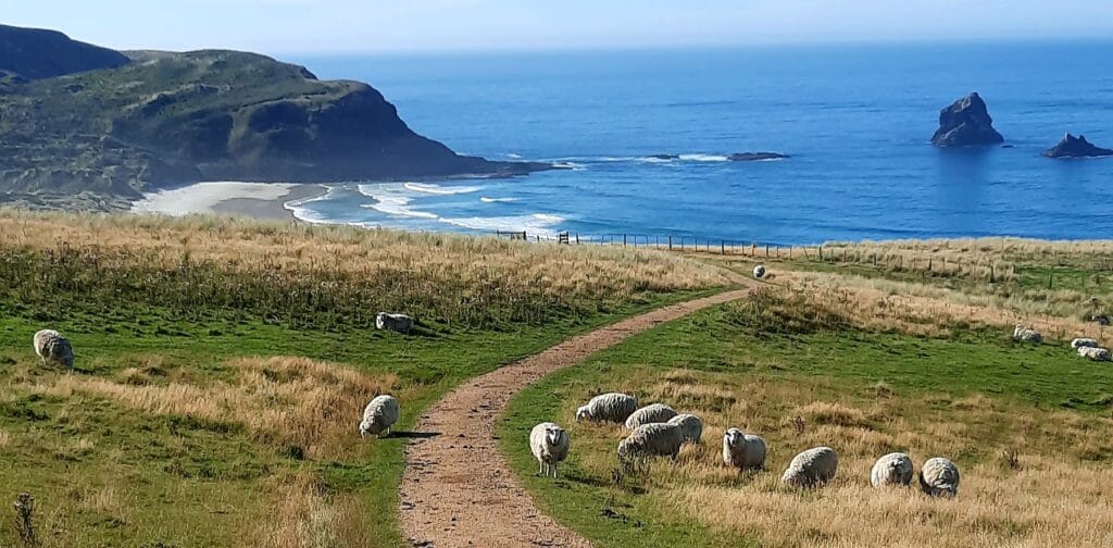 Otago penisola campi e oceano